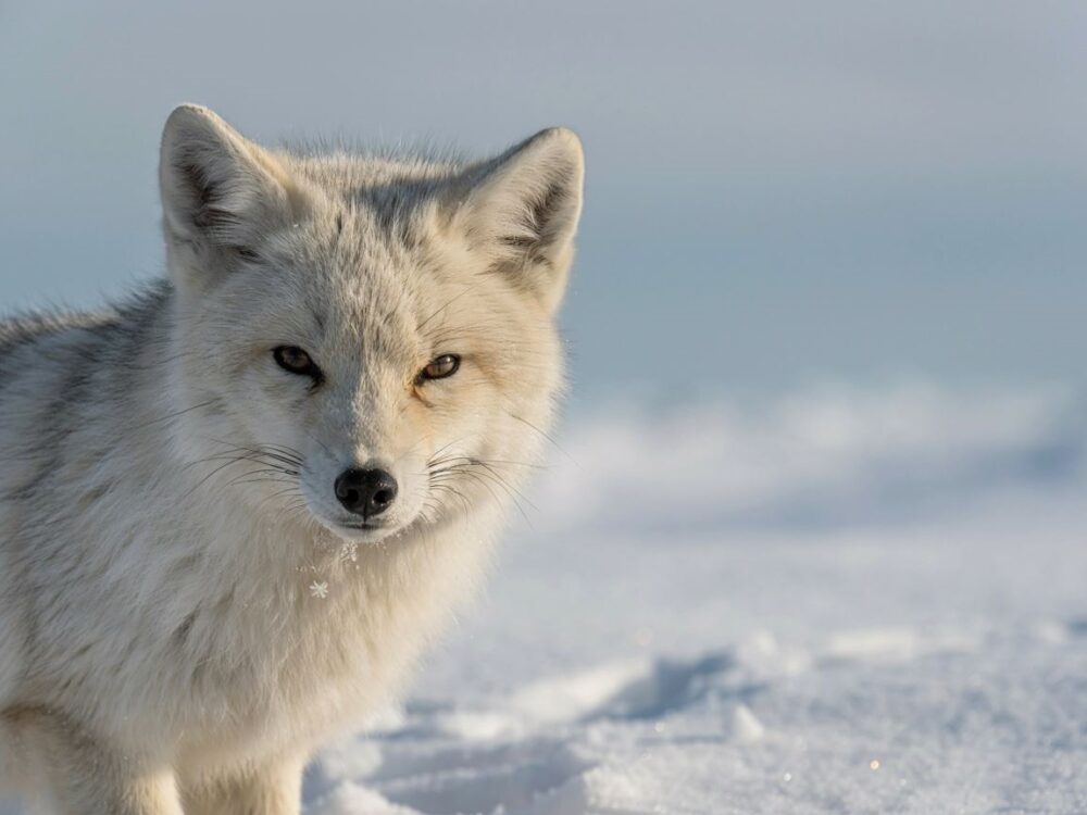 polar zimowy z futerkiem